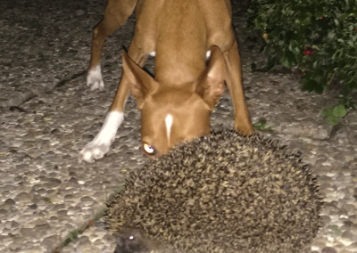 Igel im communicanis Garten