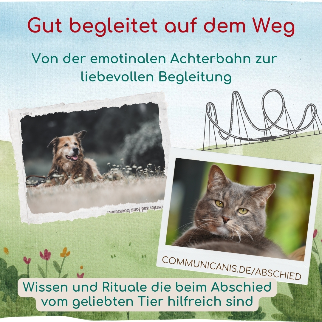 Gut begleitet beim Abschied vom Tier