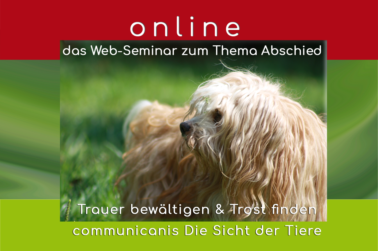 Abschied_Webinar_Amy
