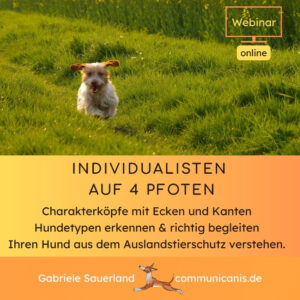 Auslandshund (Individualisten auf 4 Pfoten)