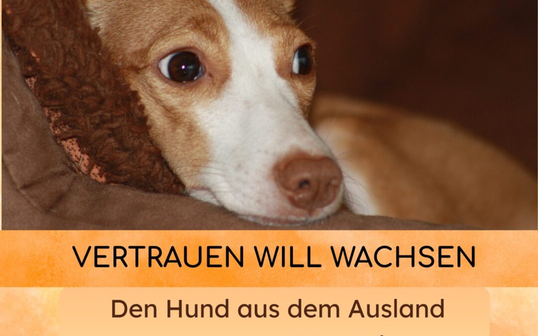 Vertrauen will wachsen: Den Auslandshund verstehen und begleiten