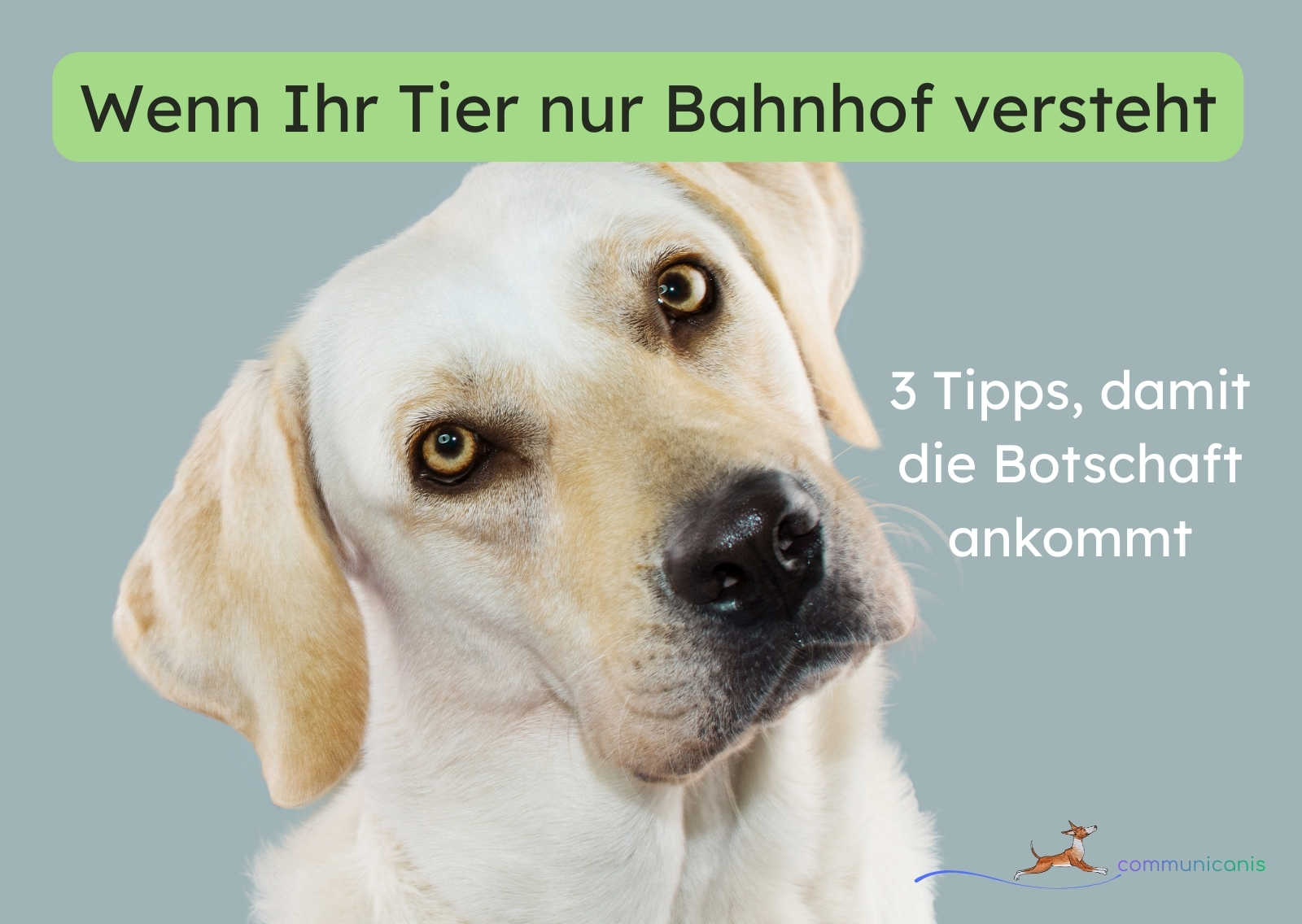 Wenn Ihr Tier nur Bahnhof versteht