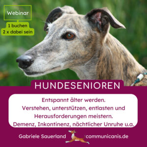 Hundesenioren - das Webinar