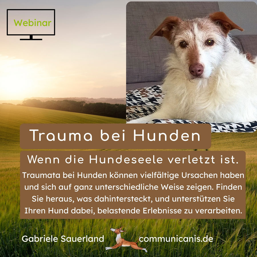 Trauma bei Hunden (Webinar)