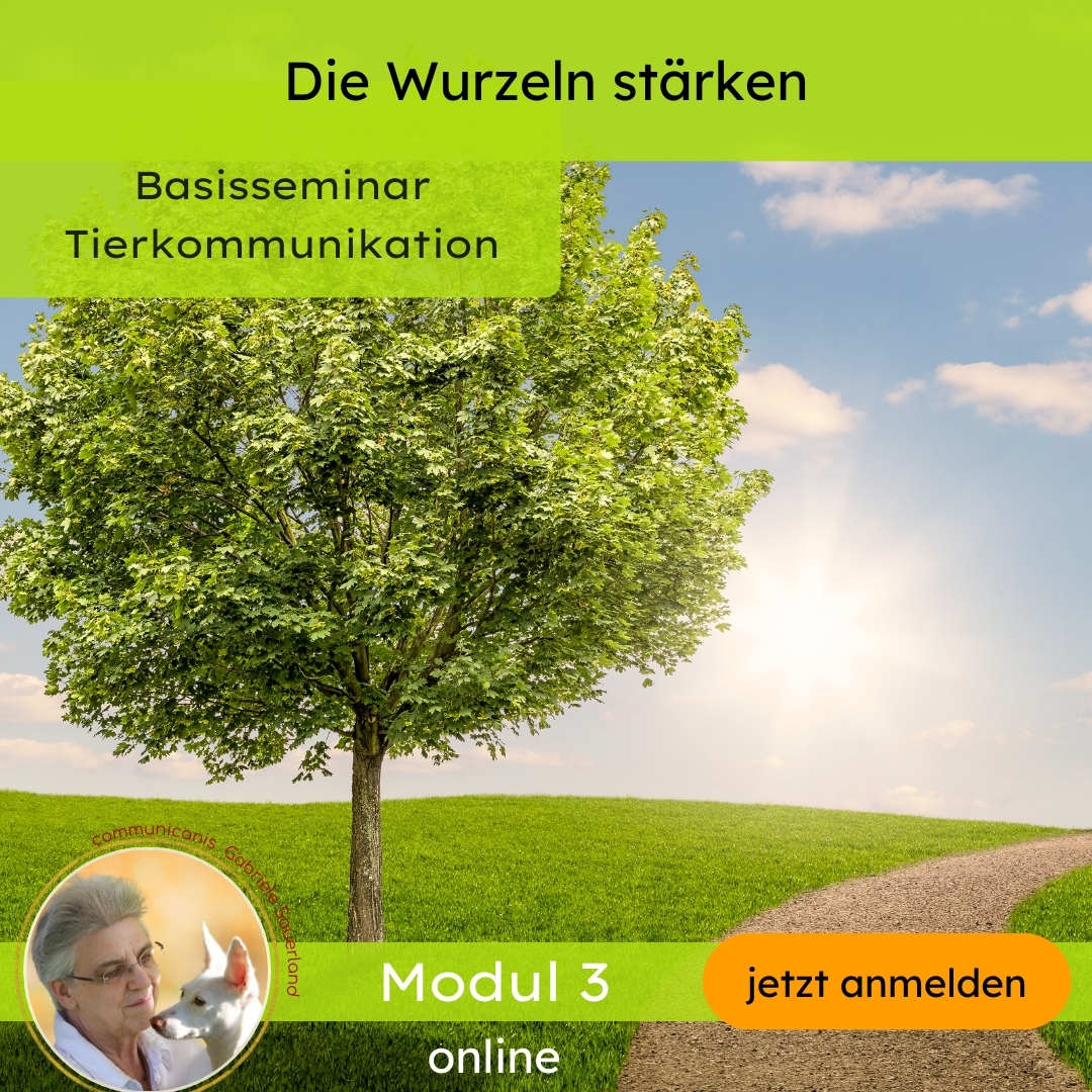 Basisseminar (Modul 3)