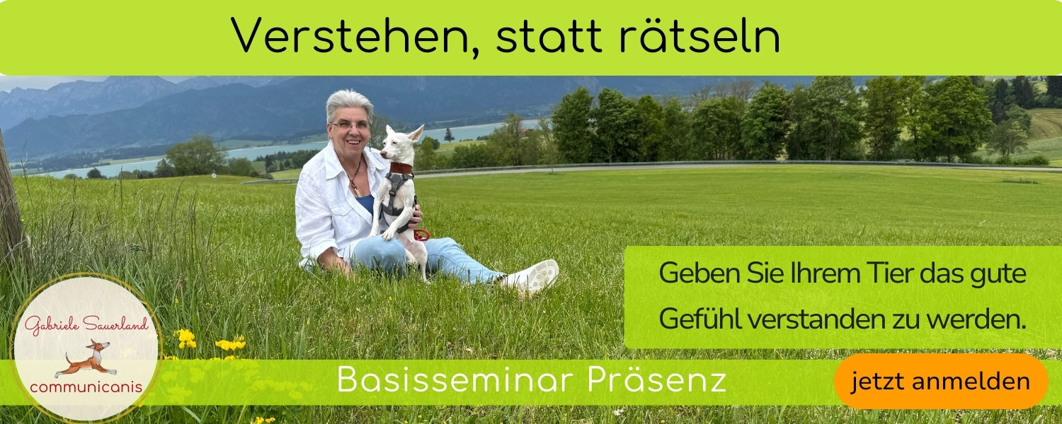Basisseminar Präsenz