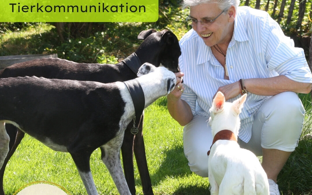Basisseminar Tierkommunikation online