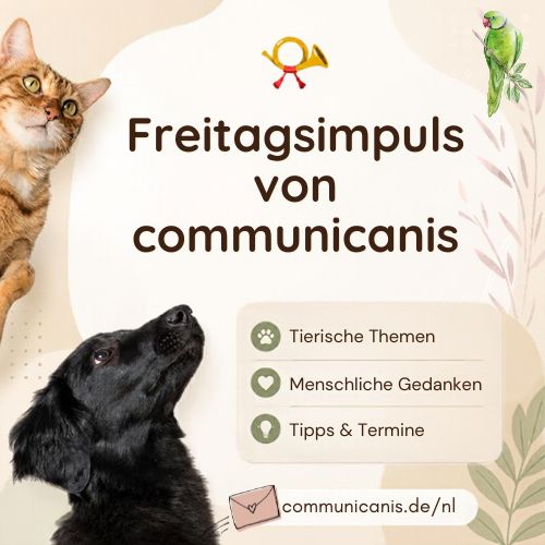 ja, ich möchte den Freitagsimpuls von  communicanis