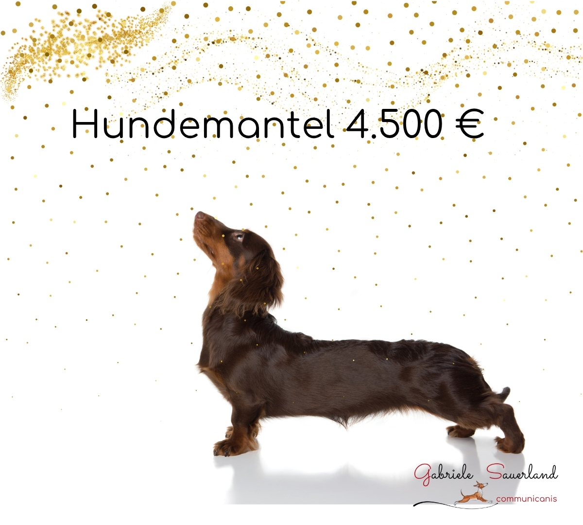 teurer Hundemantel