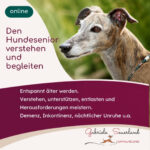 Den Hundesenior verstehen und begleiten