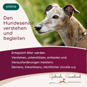 Den Hundesenior verstehen und begleiten
