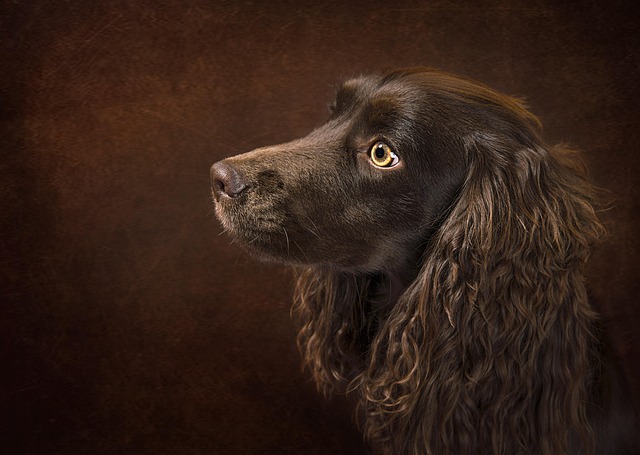 Hund