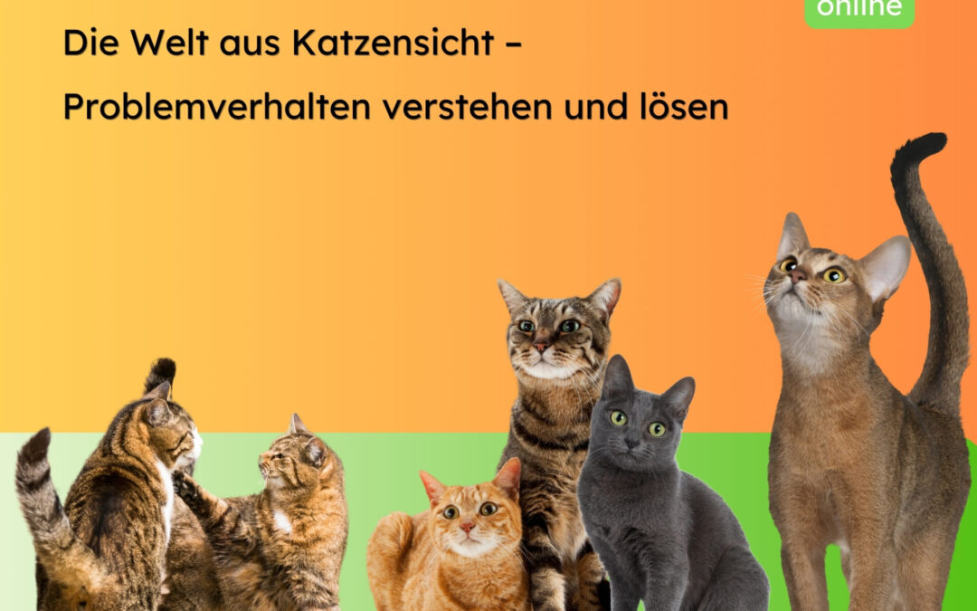 Katzenproblemverhalten und Lösungen aus Katzensicht