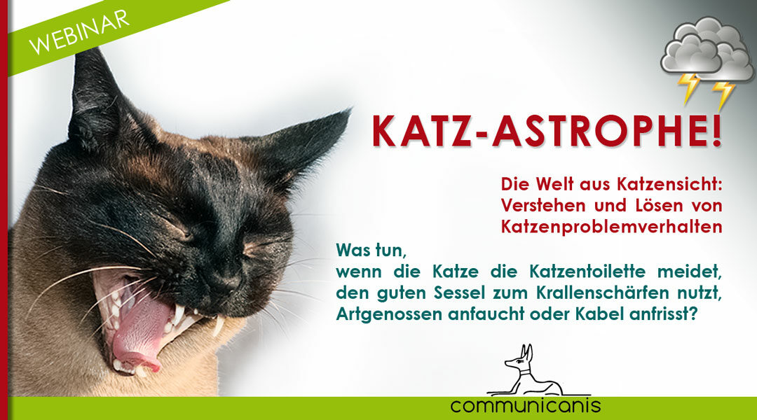 Katz-astrophe! Katzenproblemverhalten und Lösungen aus Katzensicht