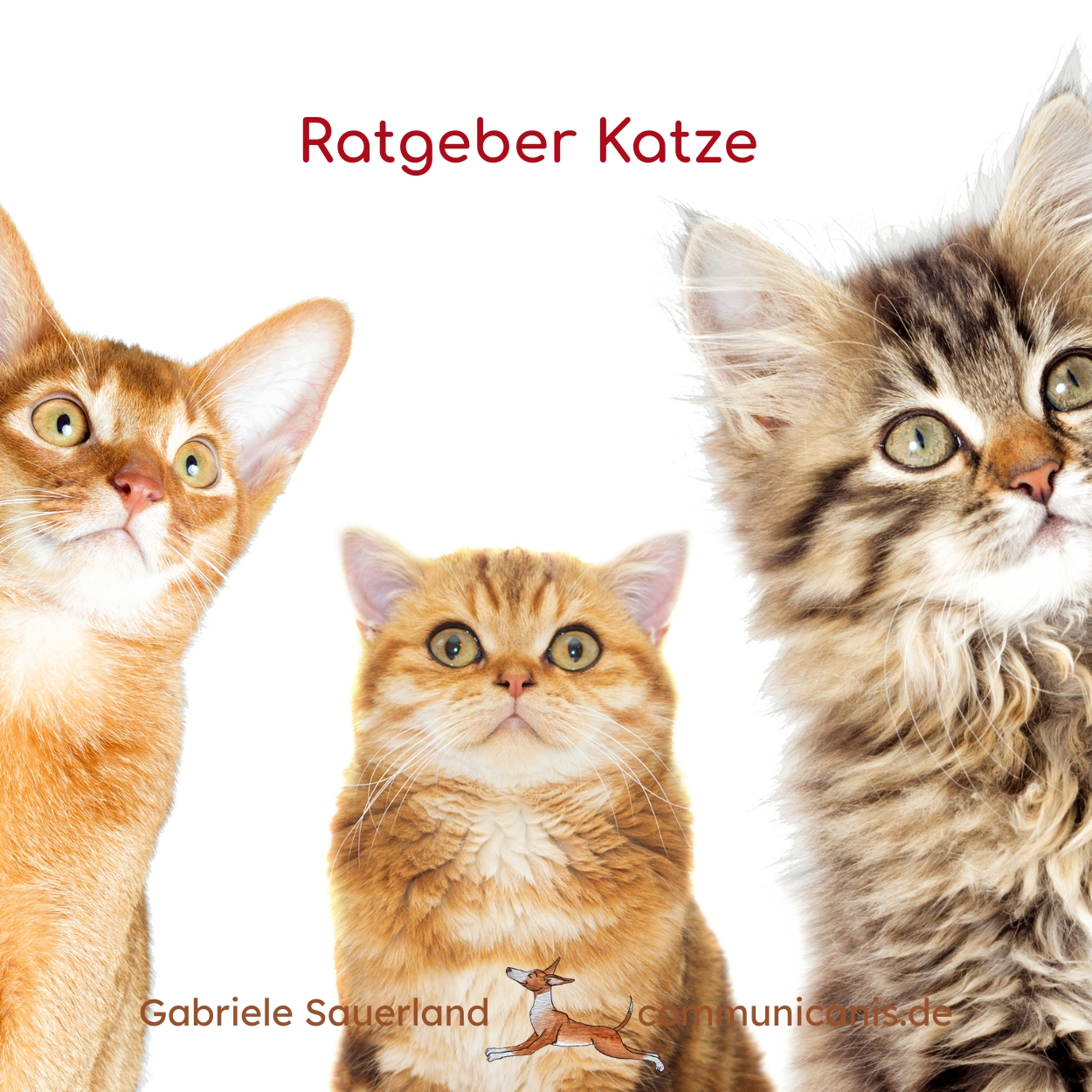 Kostenlose Katzentipps