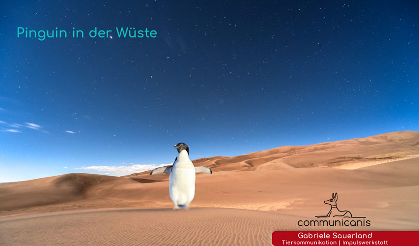 Pinguin in der Wüste