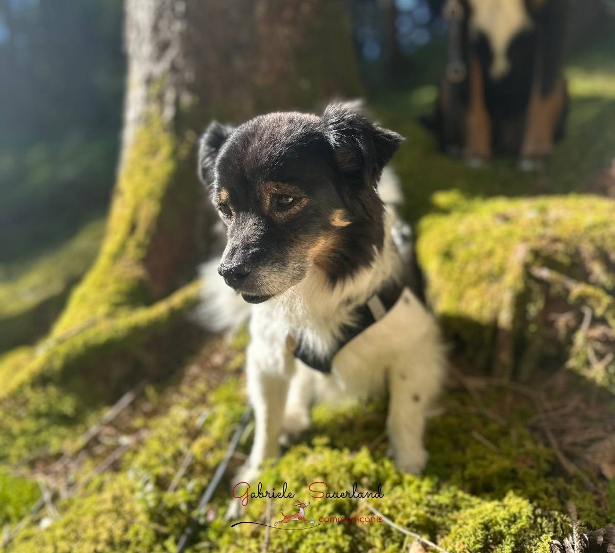 Tamino
