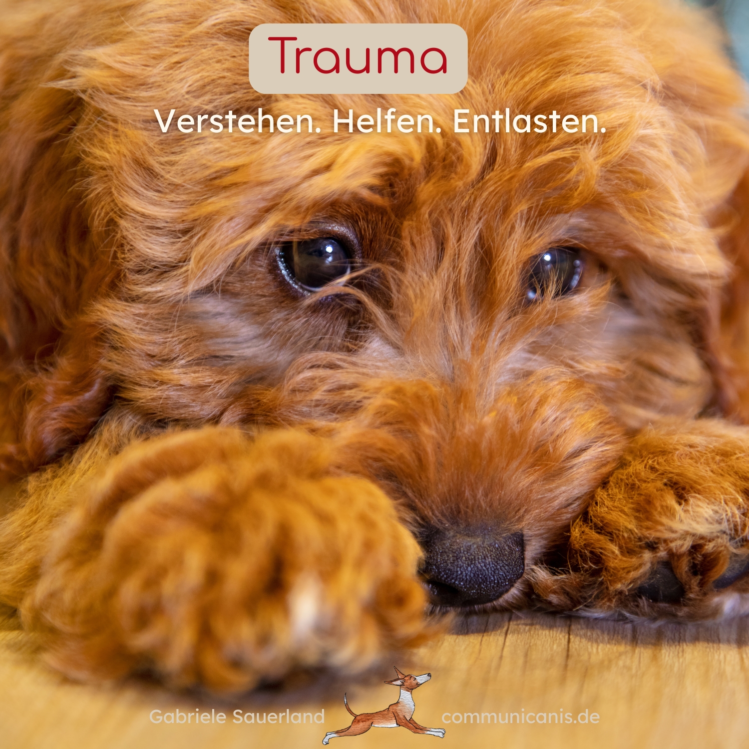 Trauma beim Tieren