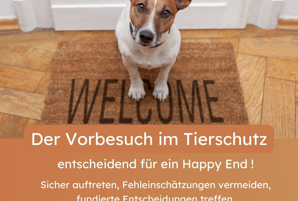 Der Vorbesuch im Tierschutz – mehr als nur eine Formsache