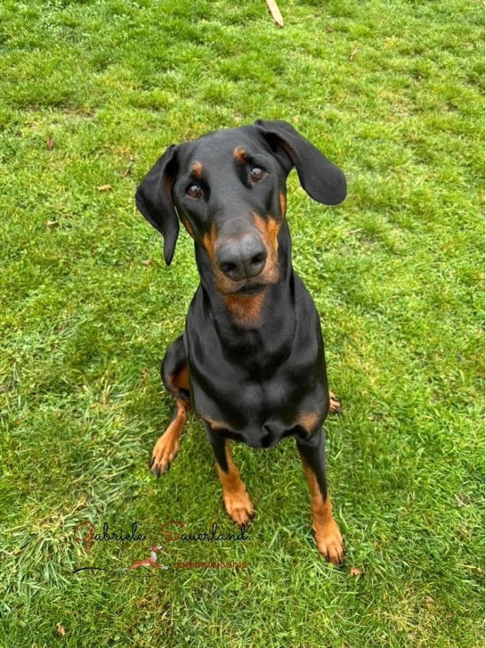 Hund Youshan