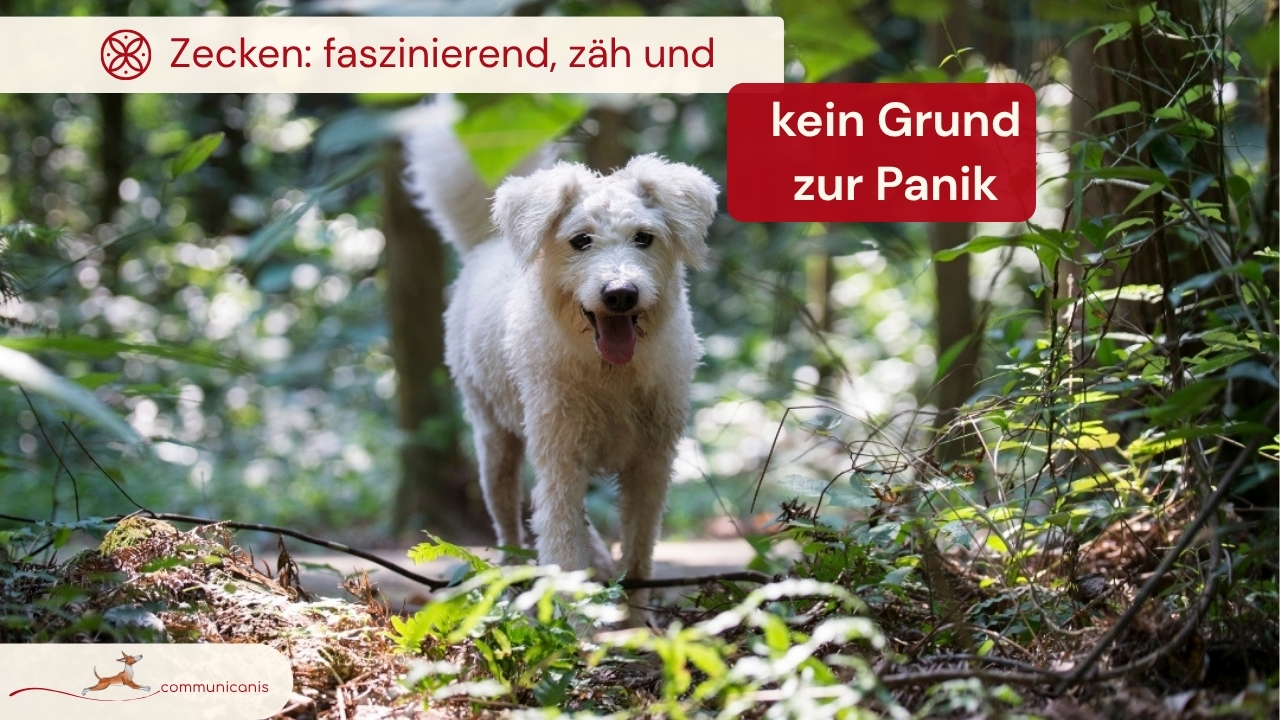 Zecken - faszinierend und kein Grund zur Panik