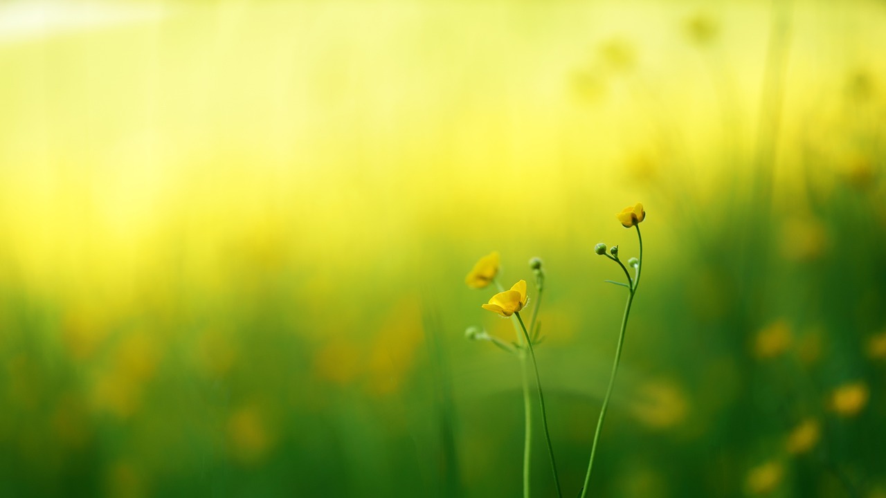 nature-pixa_1280